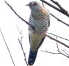 Cuckoo at Gunners Park (Steve Arlow) (46078 bytes)